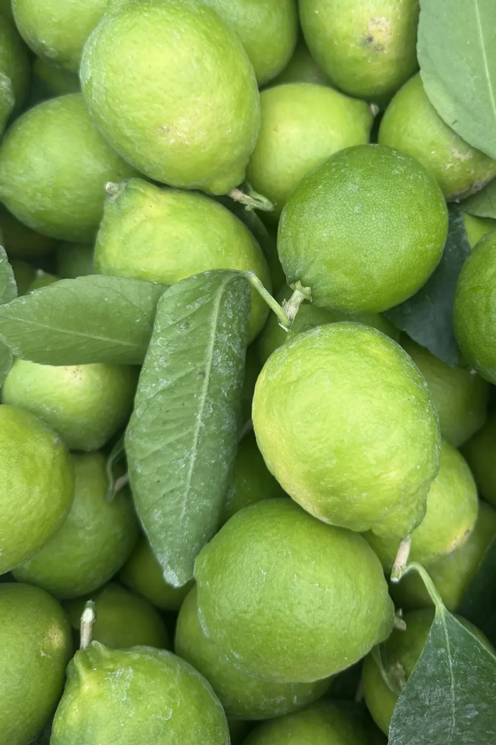 Gin Hiver la distillerie daix